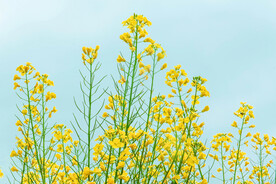 油菜花