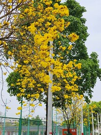风铃木