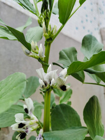蚕豆花