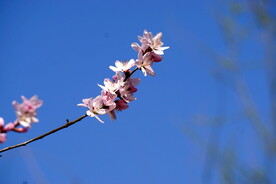 春天桃花花枝