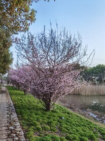 桃花 春天