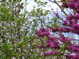 春天 桃花 风景