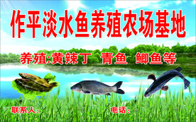 淡水鱼养殖