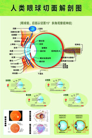 眼球解剖图