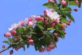 西府海棠花 