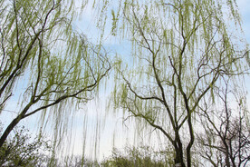 春天来了