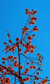 春天里的木棉花