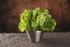 生菜