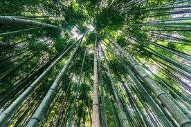 竹子 图片