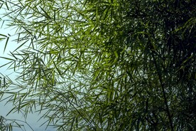 户外竹林竹子图片