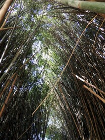 户外竹林竹子图片