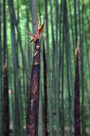 户外竹林竹子图片 