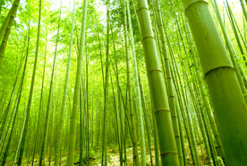 户外竹林竹子图片