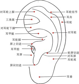 耳廓穴位图