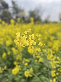 油菜花