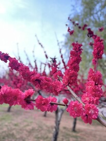 红花