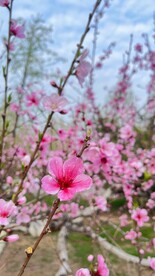 桃花