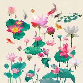 荷花素材