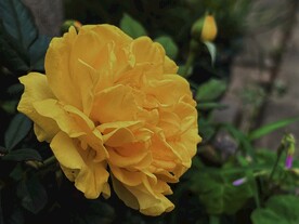 黄色玫瑰花