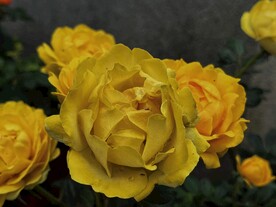 黄色玫瑰花