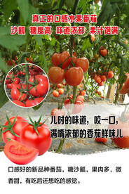 西红柿  番茄海报