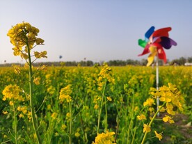 油菜花  