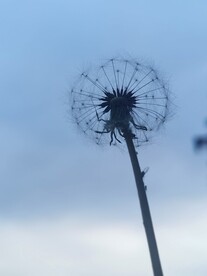 蒲公英