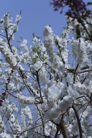 山樱花  