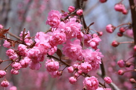 山樱花 