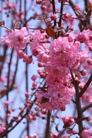 山樱花  