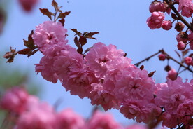 山樱花 