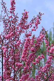 山樱花