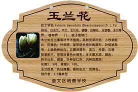 玉兰花