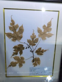 鸡桑植物标本