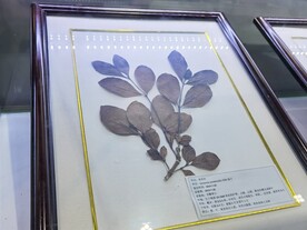 栀子树叶植物标本