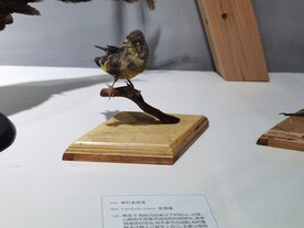 雀科金翘雀动物标本
