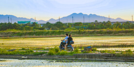田野风景