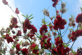 山樱花
