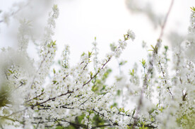 李花