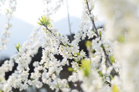 李花
