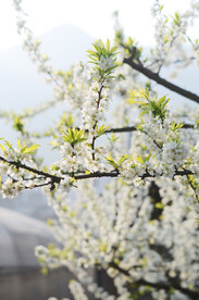 李花