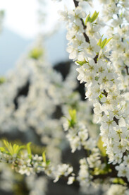李花