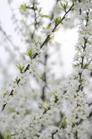 李花