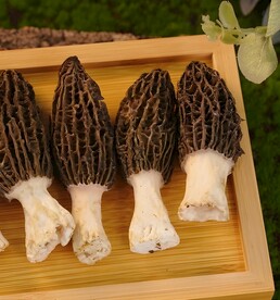 云南菌菇