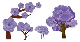 蓝花楹元素