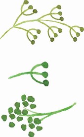 绿色叶子果实