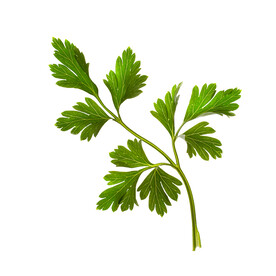 艾草