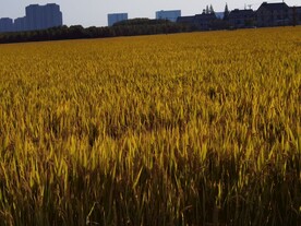 田园麦田