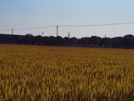 田园麦田