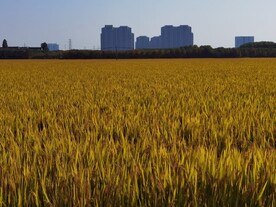 田园麦田